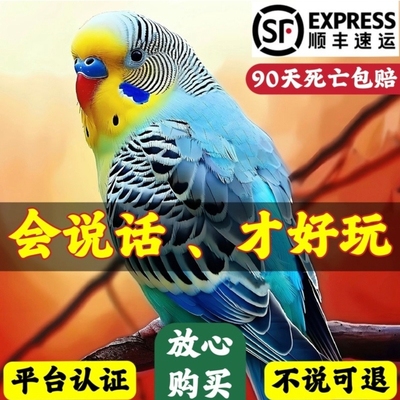 大头虎皮鹦鹉活鸟会说话的鹦鹉活鸟手养宠物互动小鸟活体幼鸟观赏