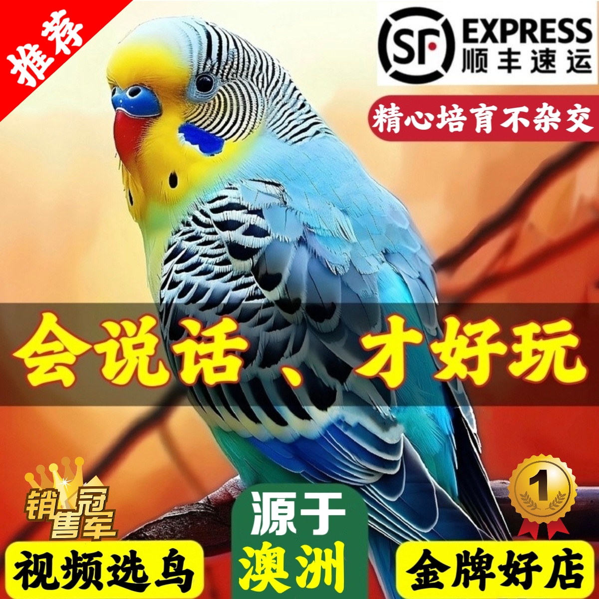 【官方推荐】纯种会说话的鹦鹉