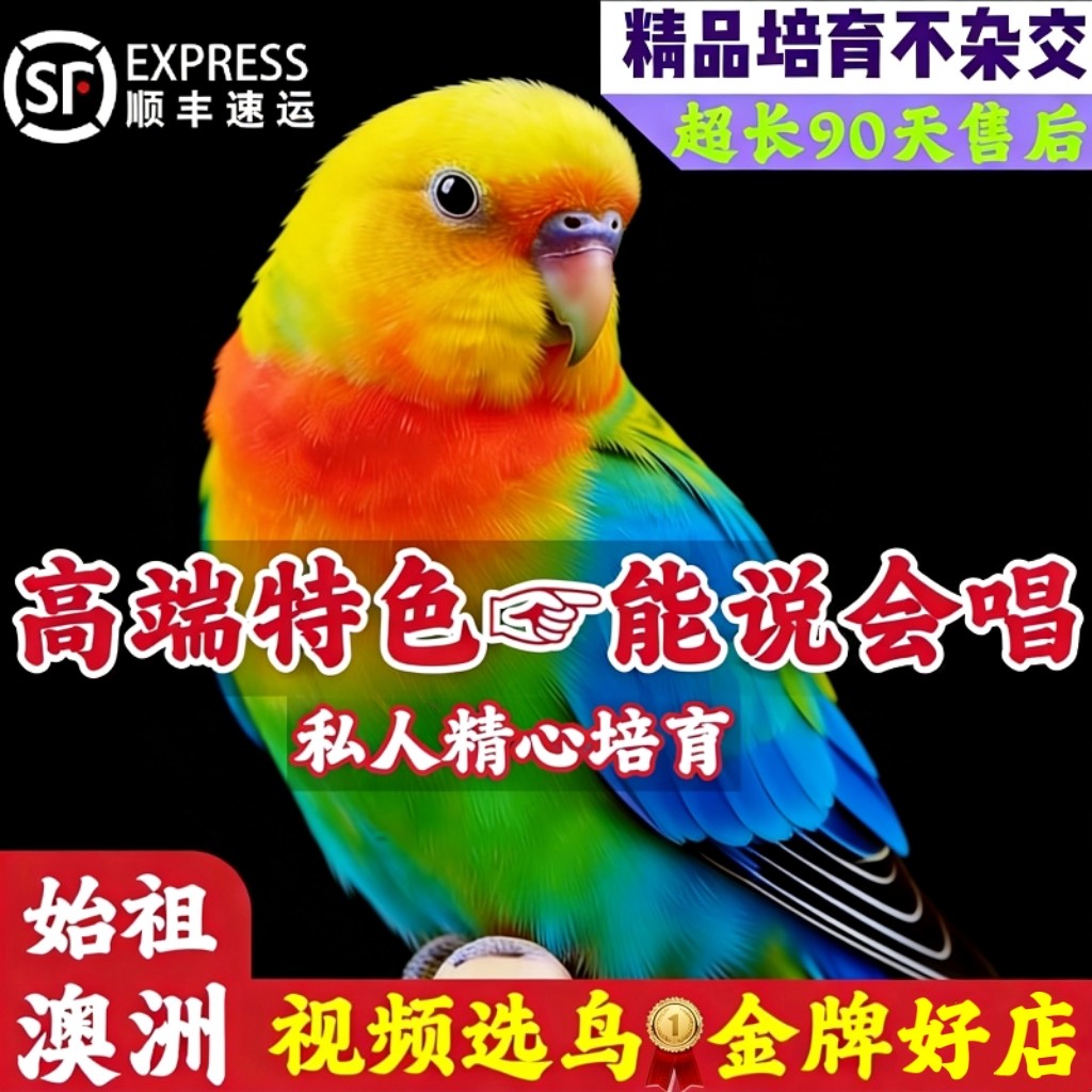【官方推荐】纯种会说话的鹦鹉