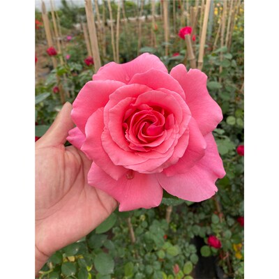 粉扇月季花苗碗口大花四季开浓香特大花庭院阳台花卉植物玫瑰盆栽