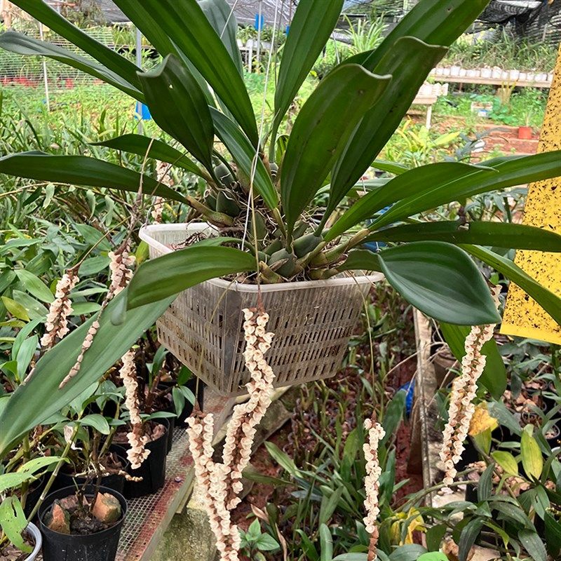 匠人花圃硬脉石仙桃吊兰云南国兰花中秋国庆开花盆栽植物无穷小亮
