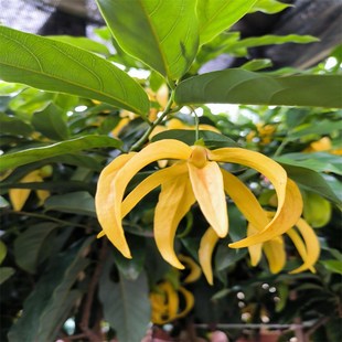 正宗鹰爪花假鹰爪大苗浓香花卉花期长花型优美阳台庭院盆栽地栽苗