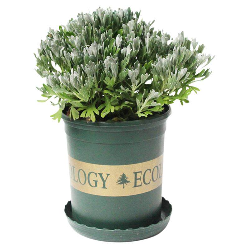 大芙蓉菊盆栽阳台花卉花园庭院花境花苗绿化工程造景植物银叶菊花