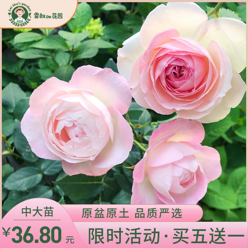 雷叔家草莓杏仁饼月季花苗灌木爬藤观赏盆栽阳台庭院抗病耐热勤花