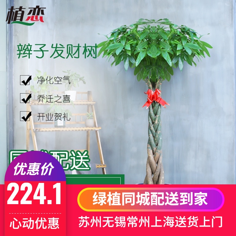 五辫子发财树招财树盆栽室内绿植盆景花卉客厅上海无锡苏州配送