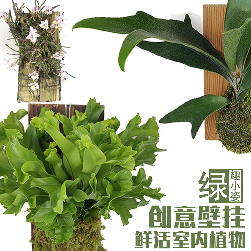 奇异倒悬墙上挂壁木上板吊蔓绿绒附生绿植物盆栽狼尾鹿角蕨类球兰