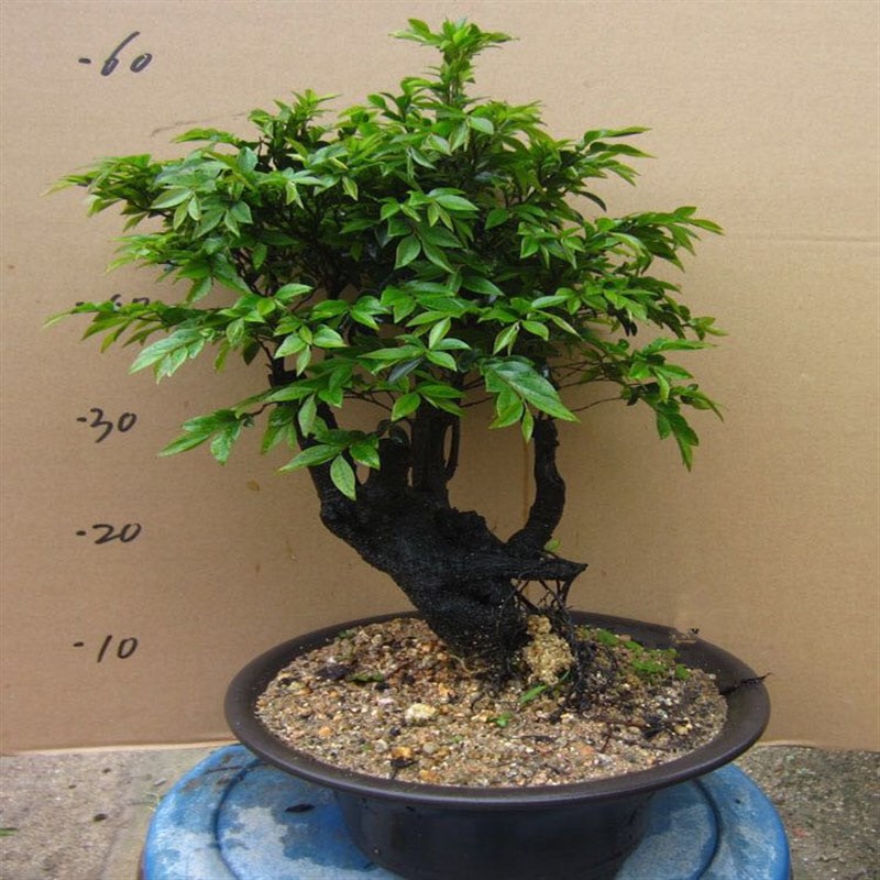 小叶紫檀盆栽办公室桌面花卉室内黑骨茶盆景植物树苗四季常青绿