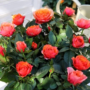 艾帕索微型欧洲月季 永远 丰花灌木玫瑰庭院盆栽地栽大花浓香抗病