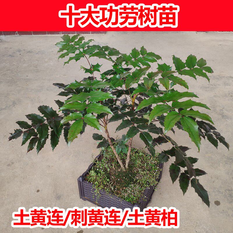土黄莲阔叶十功劳树苗庭院盆景绿植野外刺黄连中药材阳台景观树