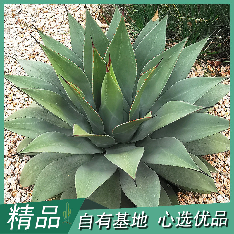 虚空藏龙舌兰科植物福克斯级灰沙生庭院阳台景观造景设计绿植