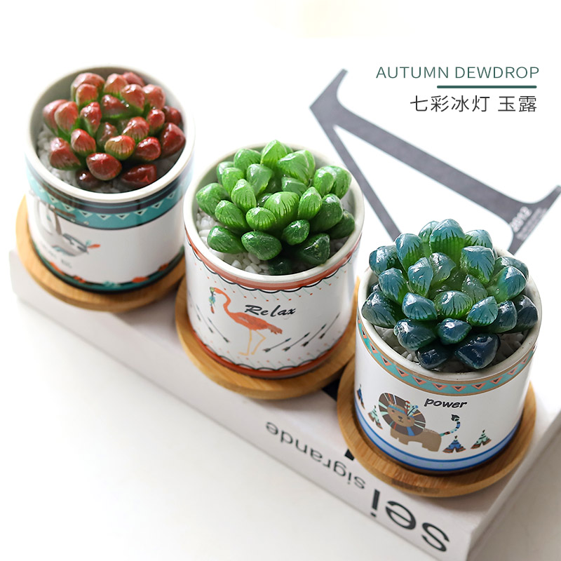 七彩冰玉露多肉植物盆栽十二卷晶玉露超萌室内新手组合餐