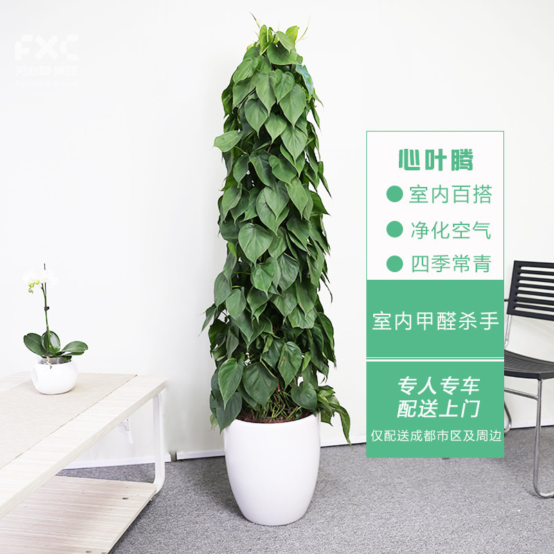 芳心草室内植物心叶藤绿萝盆栽室除甲醛净化空气型绿植花卉