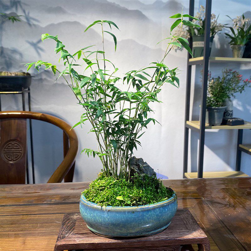 竹观音竹 凤尾竹盆景庭院室内绿植微盆景竹苗观赏竹