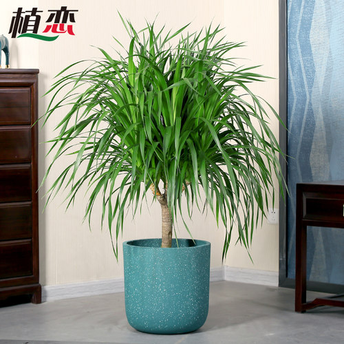龙须铁盆栽花卉植物盆景室内绿植 走廊接待前台绿植植物 宁波慈溪