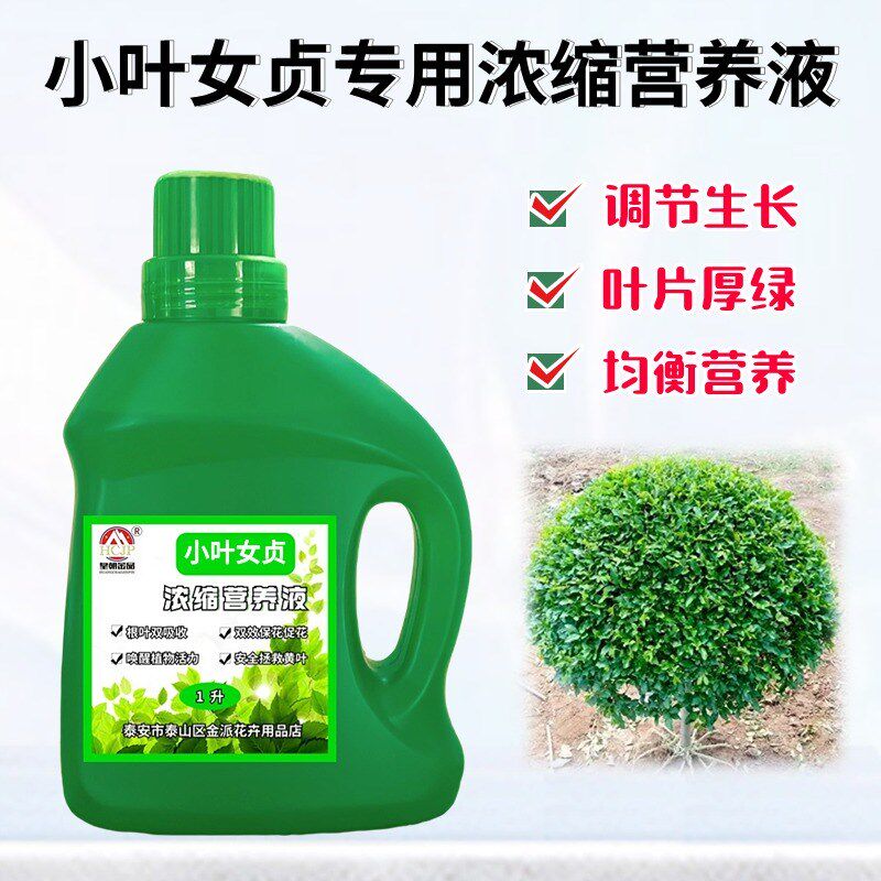金叶小叶女贞浓缩营养液盆栽地栽绿植物黄叶通用液体养花肥