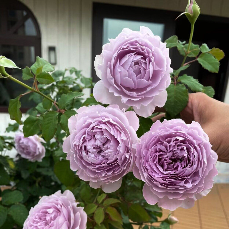 隐隐青月季花苗盆栽浓香花淡紫色阳台庭院绿植四季开花卉耐晒