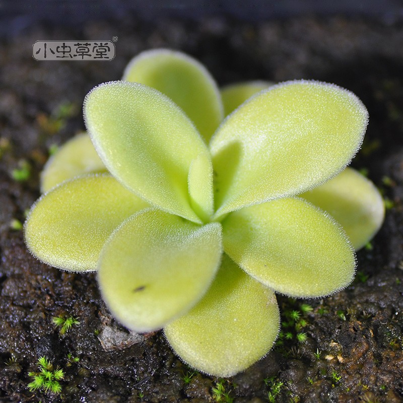 巨捕虫堇小虫草堂超会吃虫的多肉食虫植物