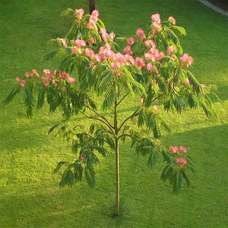 合欢树苗绒花树苗芙蓉花树苗盆栽南北方绿工程庭院风景绿化苗