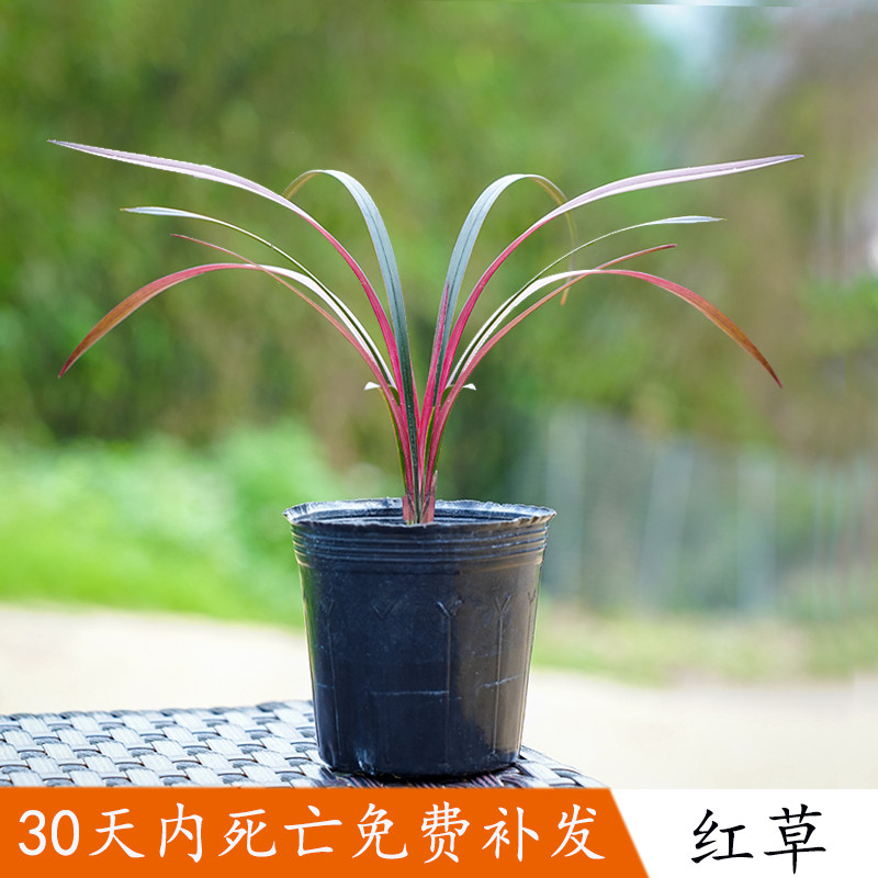 红草红荷名贵迷你矮种兰花苗四季好养红花网红小盆栽室内