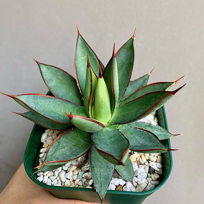 泷雷龙舌兰科 多肉植物组合小盆栽 新手好养室内植物绿植