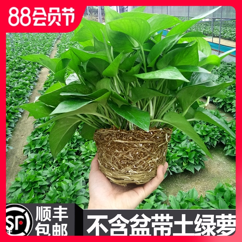 绿萝不含盆土不盆栽吸除甲醛净化空气培植物花卉养绿箩植物