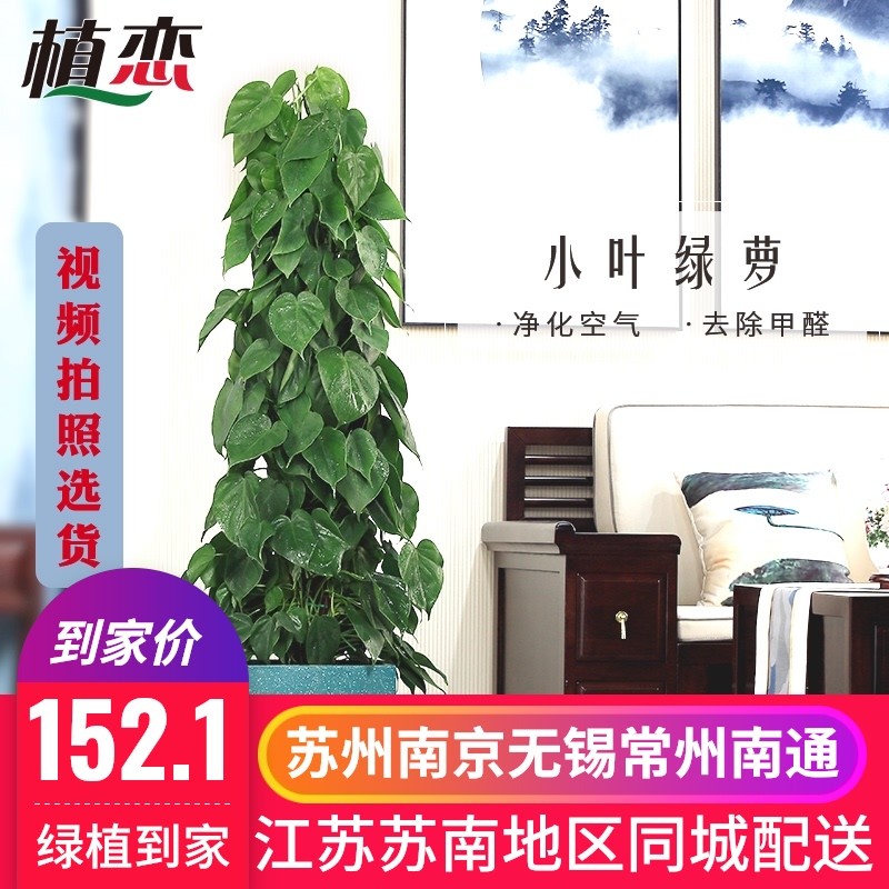 绿萝 小叶叶绿萝盆栽 室会议室室内植物除甲醛净化空气上海
