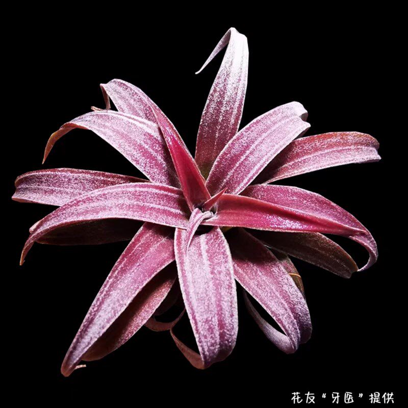 戴维斯香槟空气凤梨土植物易发色红叶霜感盆景懒人好养绿植