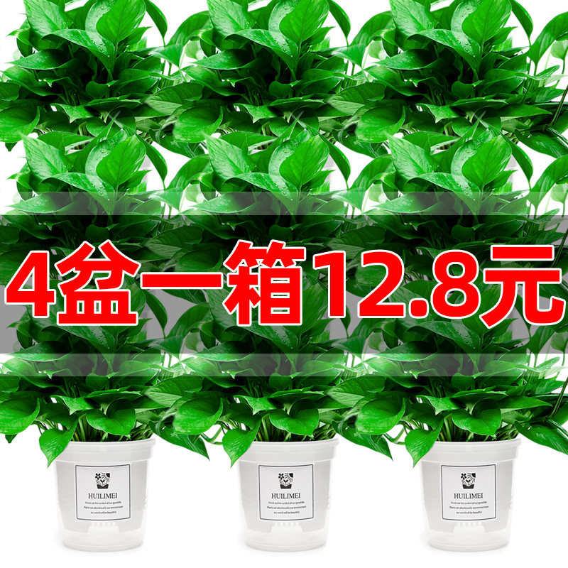 绿萝盆栽花卉植物室内新房净化空气长藤垂吊培绿植叶绿箩