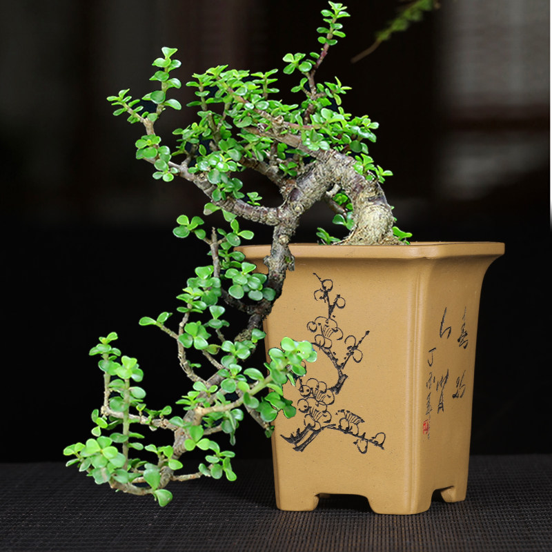 紫砂小花盆小号四方手工简约古精品多肉菖蒲绿植盆景盆