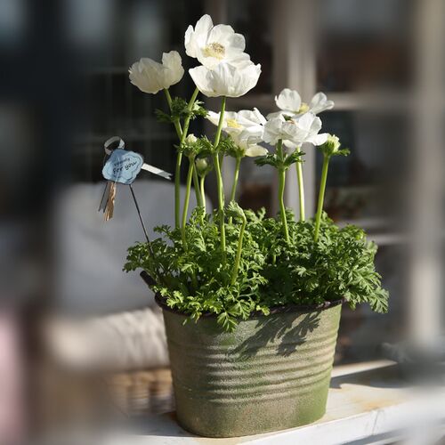 爱上花园 园艺铁做旧花盆 双耳椭圆做旧花桶花盒