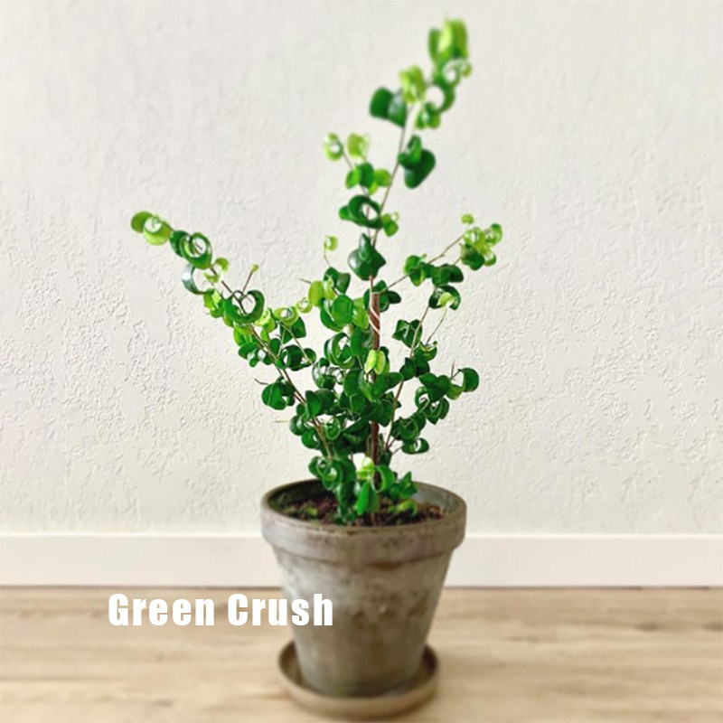 新奇观叶耐热观叶植物卷叶榕花叶卷叶榕盆栽绿植除甲醛 植迷者