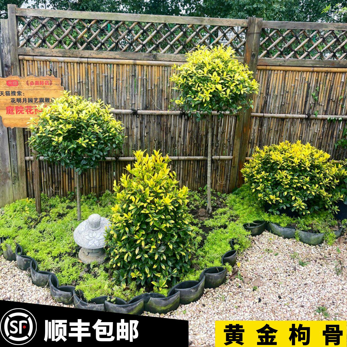 黄金枸骨狭叶冬青常绿乔木庭院多年生彩叶灌观叶花镜植物耐寒耐热