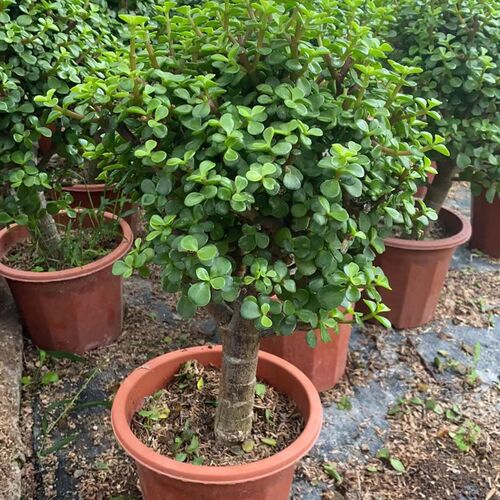 金枝玉叶老桩多肉植物盆栽室内绿植花卉辐射懒人植物花