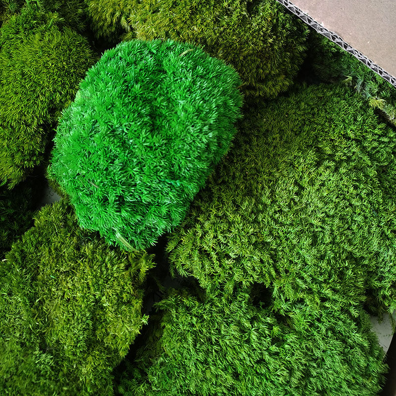 永生苔藓植物墙大灰白发藓干花背景墙青苔橱窗造景室内枯山水景观