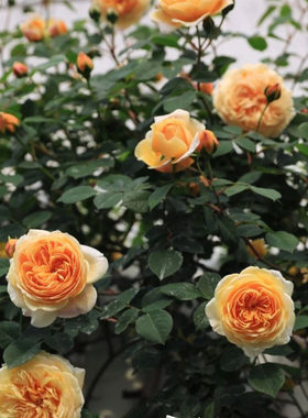 玛格丽特王妃藤本月季花大苗特大花浓香蔷薇花苗玫瑰四季庭院爬藤