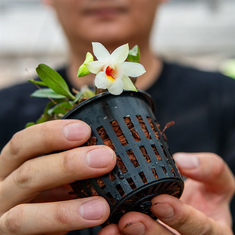 匠人花圃喉红石斛夏季开花小巧好养植物盆栽矮石斛有香缸