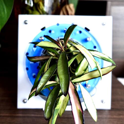 【小号合辑】鹿角蕨蝴蝶兰植物上墙板植挂板相框花盆