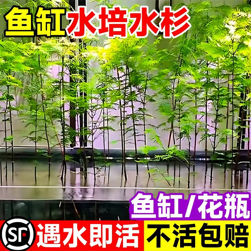 杉树苗培植物和鱼共养四季盆栽室内绿植生植物鱼缸造景
