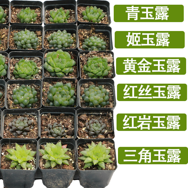 永盛多肉植物玉露组合盆栽肉肉植物一箱含盆土种好发货