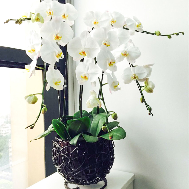 蝴蝶兰盆栽花彩色植物室真花盆景专车到家