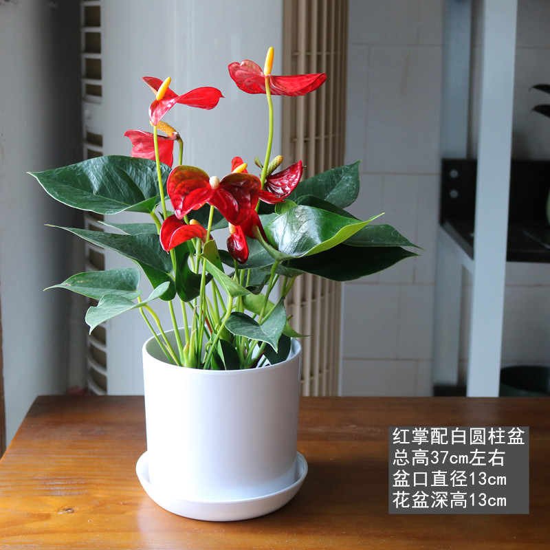 红掌盆栽办公室桌面花卉室内绿植盆景净化空气防辐射植物四季开花