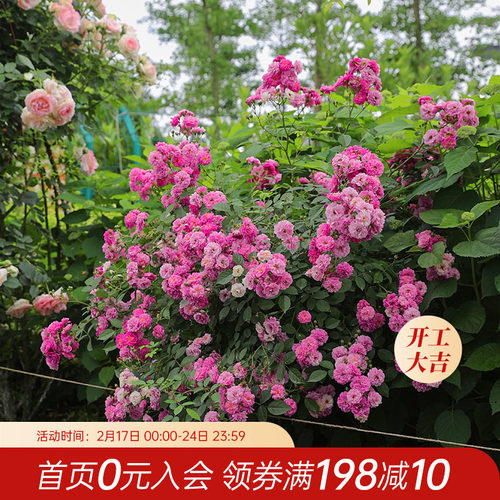 海蒂的花园 甜蜜马车欧月微型月季浓香花多阳台庭院花卉植物盆栽