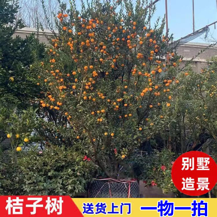 特大黄岩蜜桔树苗带土沙糖橘庭院盆地栽四季砂糖橘树苗南北方种植