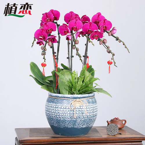 苏州蝴蝶兰盆栽开业乔迁高档礼品前台客厅花卉开花植物上海教师节
