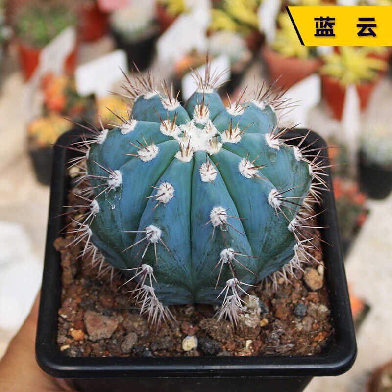 蓝云实生仙人球稀有蓝色球体出云开花美观好养仙人掌多肉小盆栽