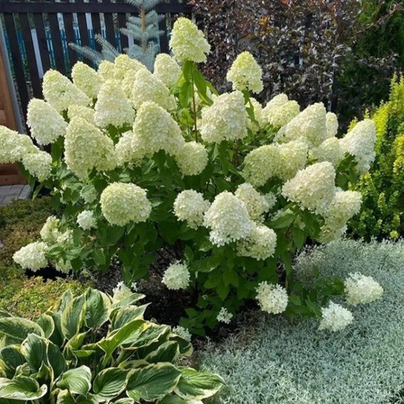 圆锥绣球盆栽夏日美人石灰灯多年木本植物中华木绣球庭院阳台花卉
