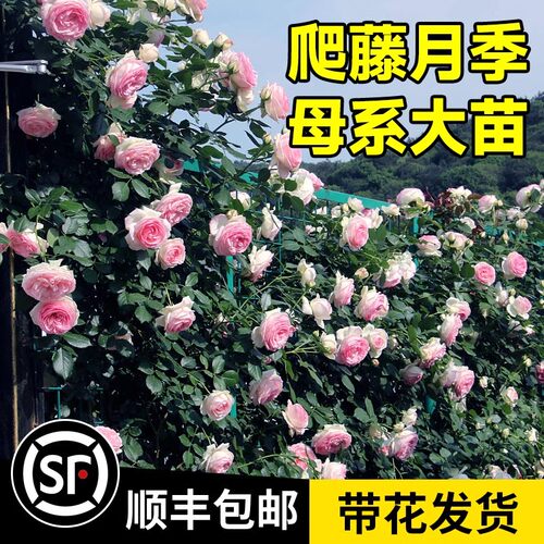 爬藤月季四季开花龙沙宝石别墅庭院墙大型植物藤本蔷薇玫瑰花大苗