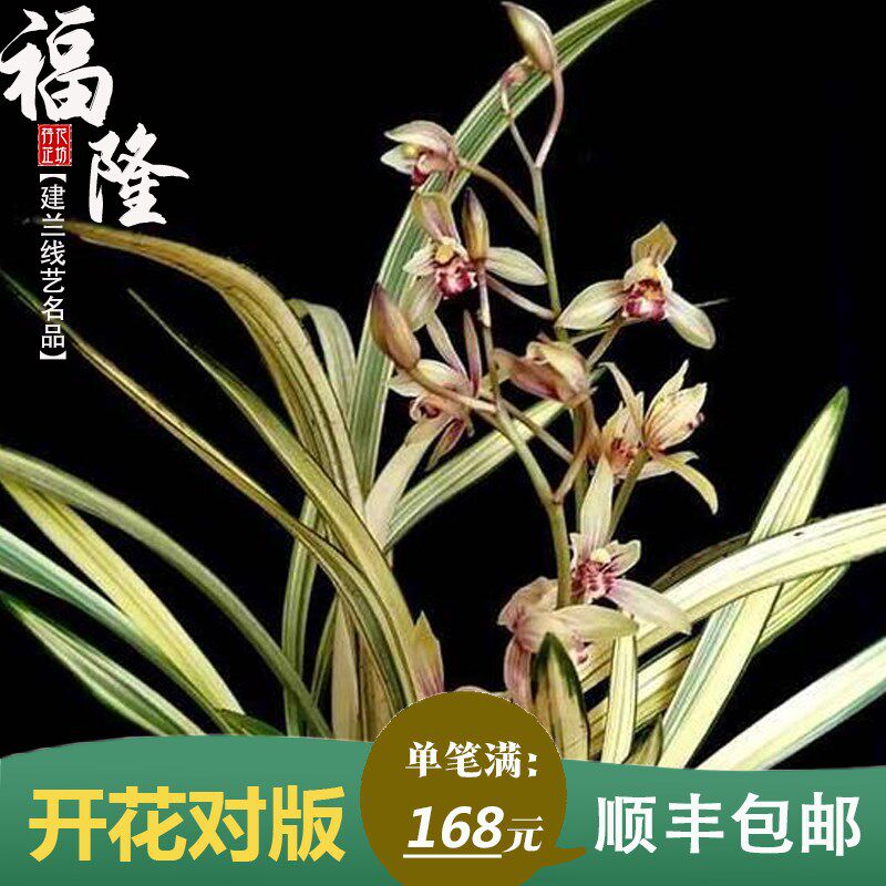 建兰福隆中透艺夏秋四季带花苞兰花苗室内阳台喜阴花卉绿植物盆栽