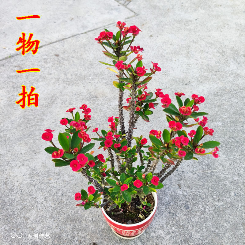 一物一拍老桩小叶小花虎刺梅盆栽铁海棠四季开花阳台红花耐热花卉