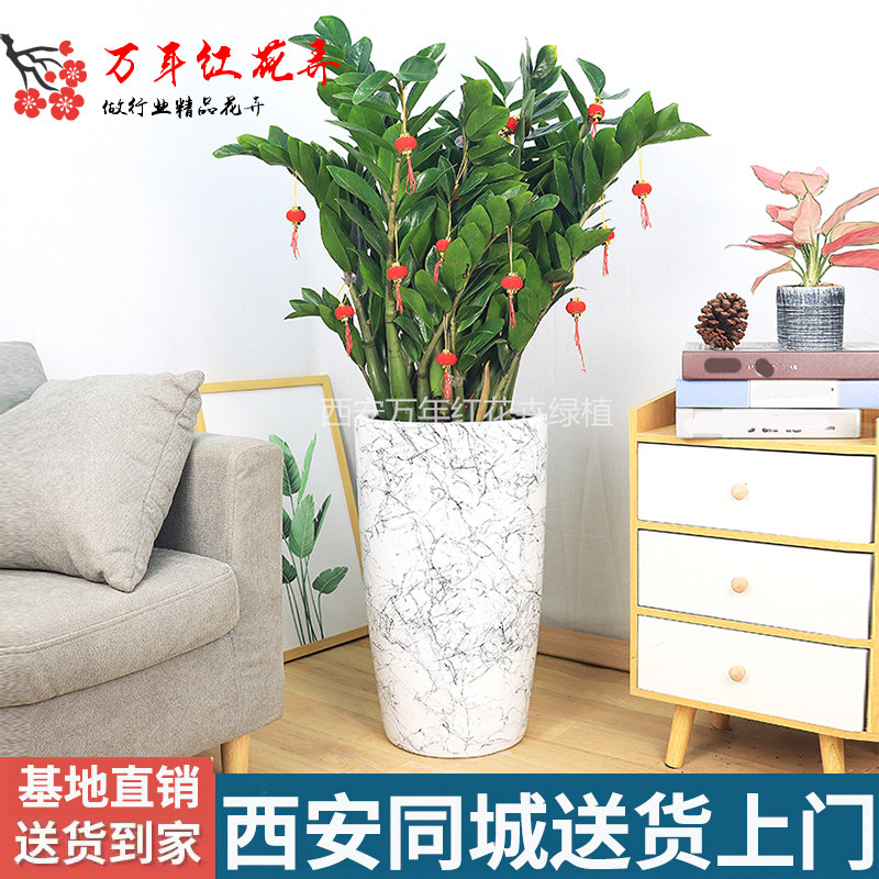 西安金钱树大型植物钱串子办公室大盆栽客厅室内花卉开业乔迁送礼